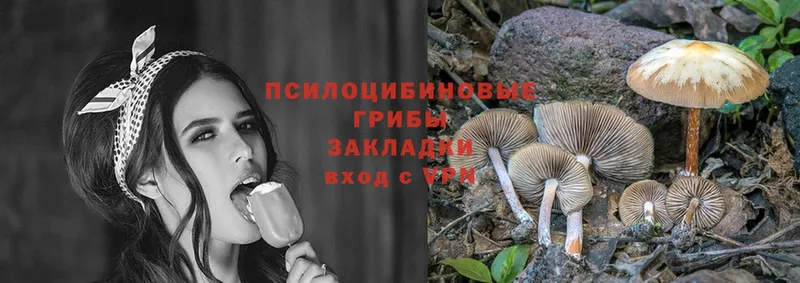 где продают наркотики  Балашов  Псилоцибиновые грибы Psilocybe 