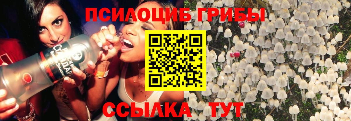 Псилоцибиновые грибы Psilocybe Балашов